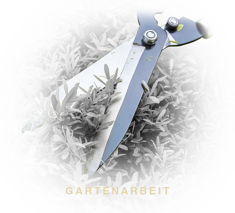 Gartenschere schneidet Hecke